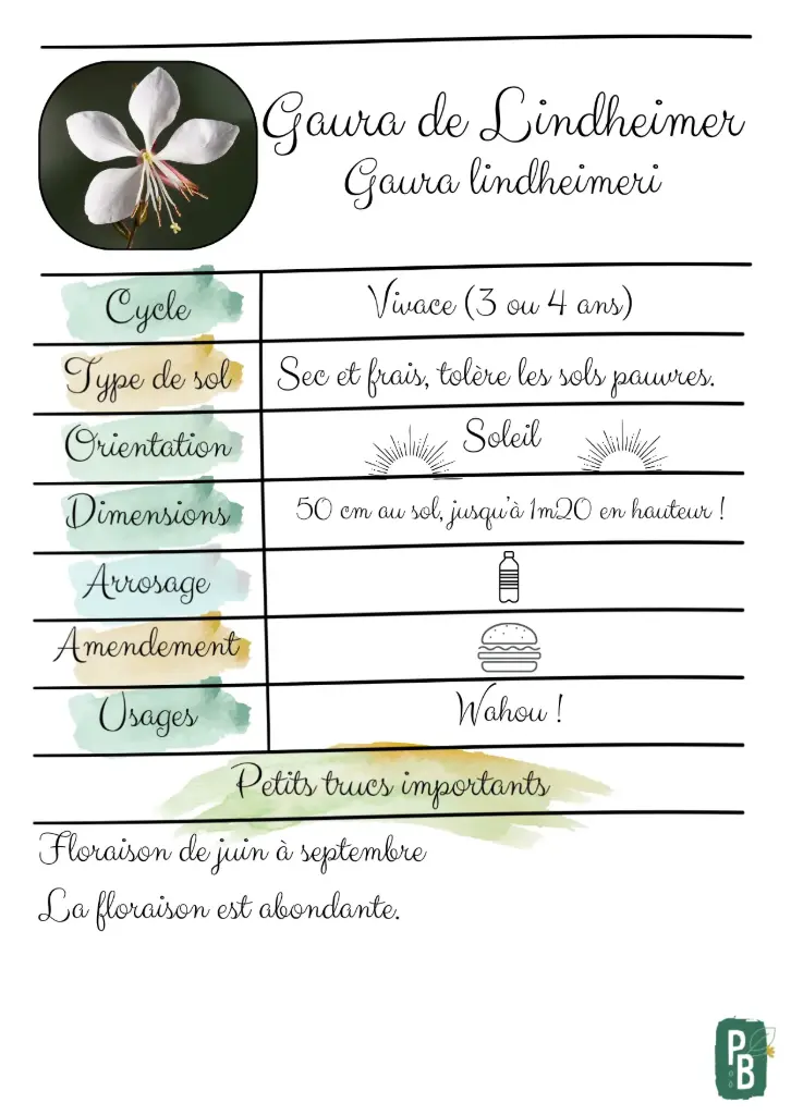 Gaura de Lindheimer