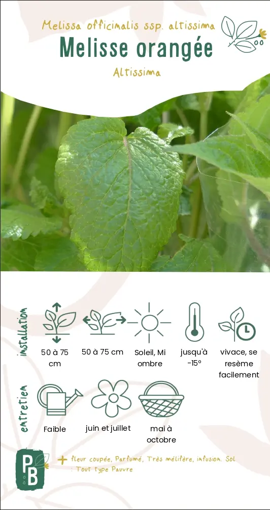 Mélisse orangée