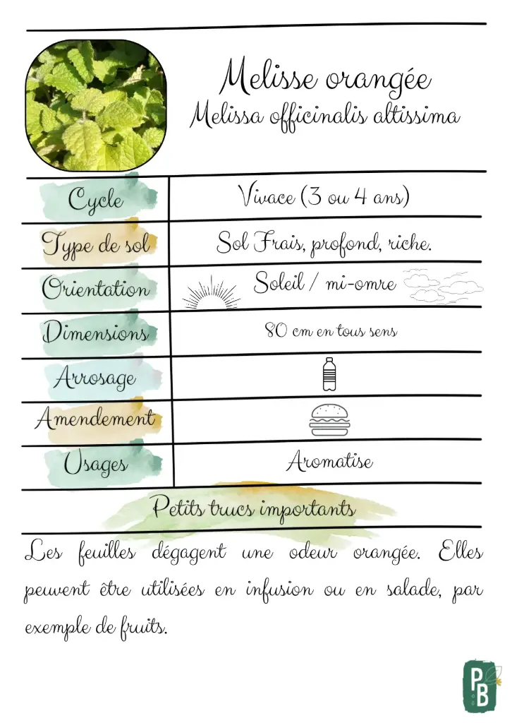 Mélisse orangée