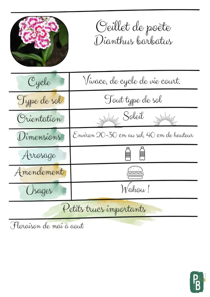Œillet de poète