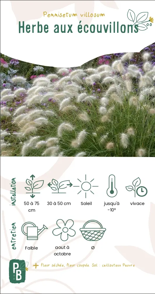 Herbes aux écouvillons