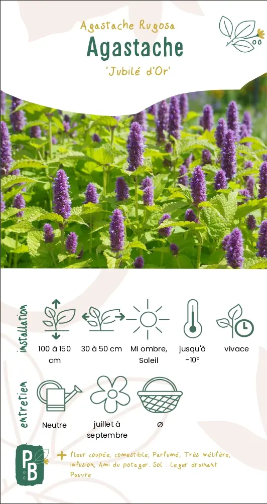 Agastache 'Jubilé d'or'