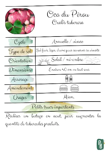Oca du Pérou