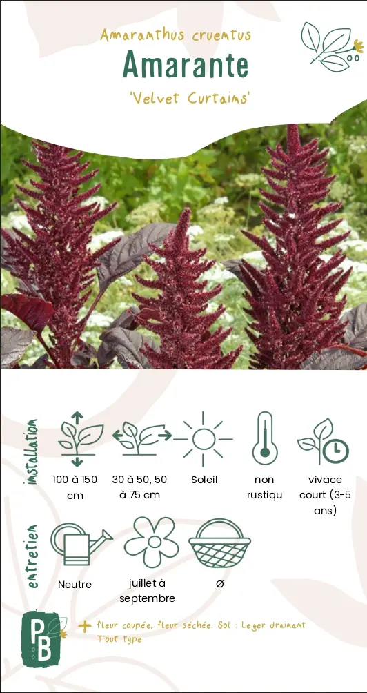 Amarante 'velvet curtains'
