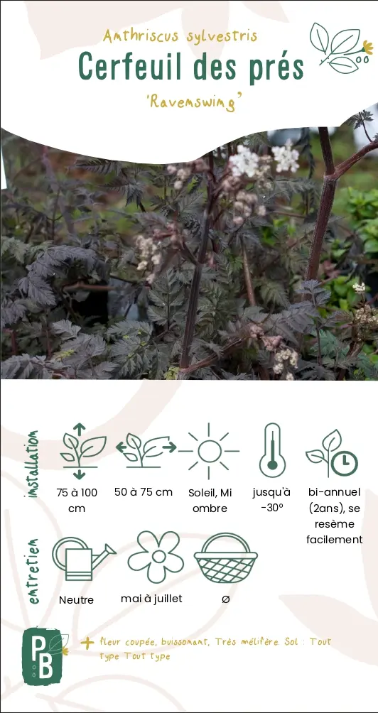 Cerfeuil des bois 'ravenswing'