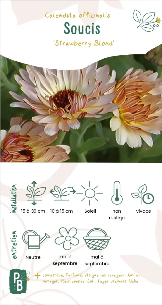 Soucis 'strawberry blond'