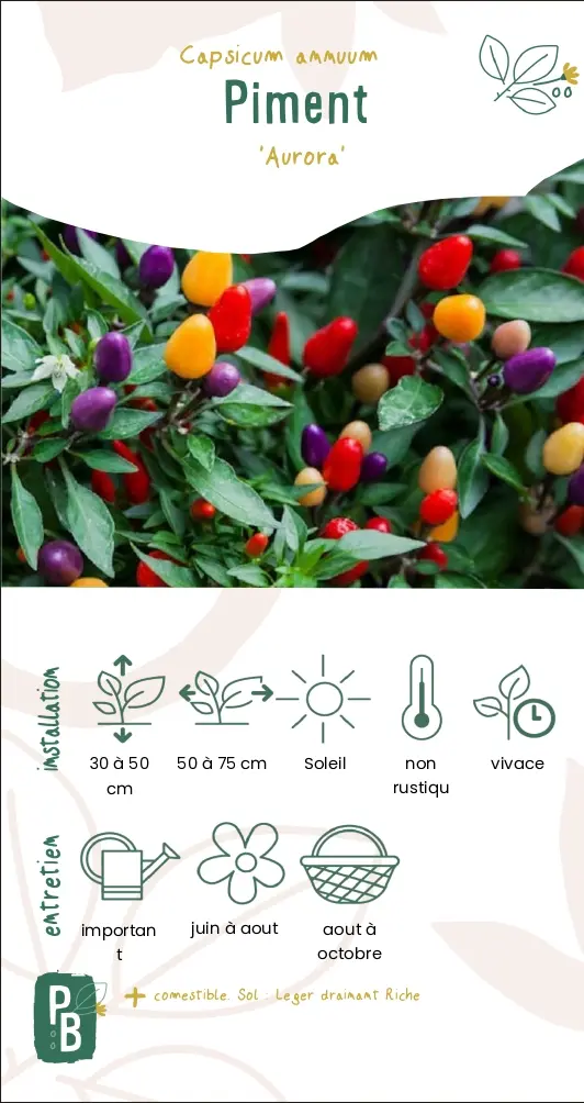 Piment 'Aurora'
