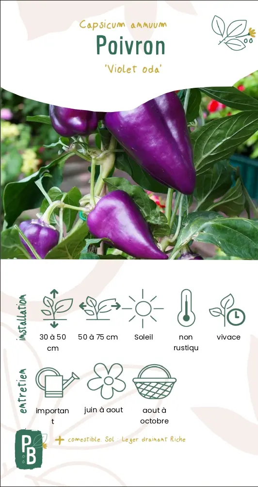 Poivron 'violet oda'