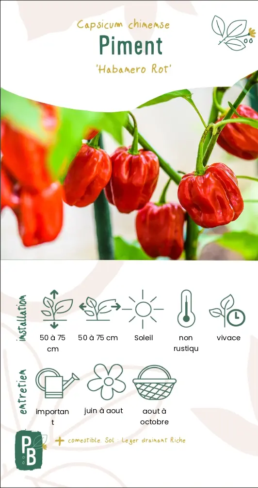 Piment 'Habanero rot'