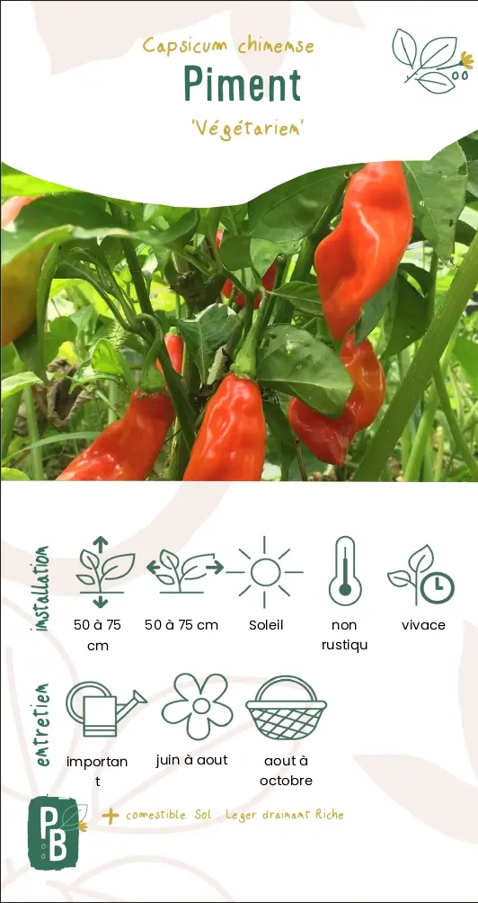 Piment 'Végétarien'