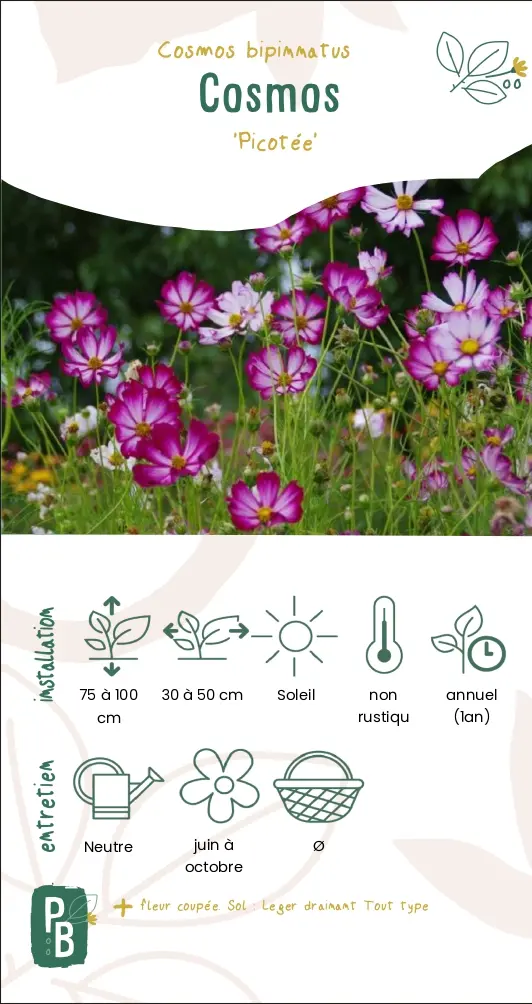 Cosmos 'Picotée'