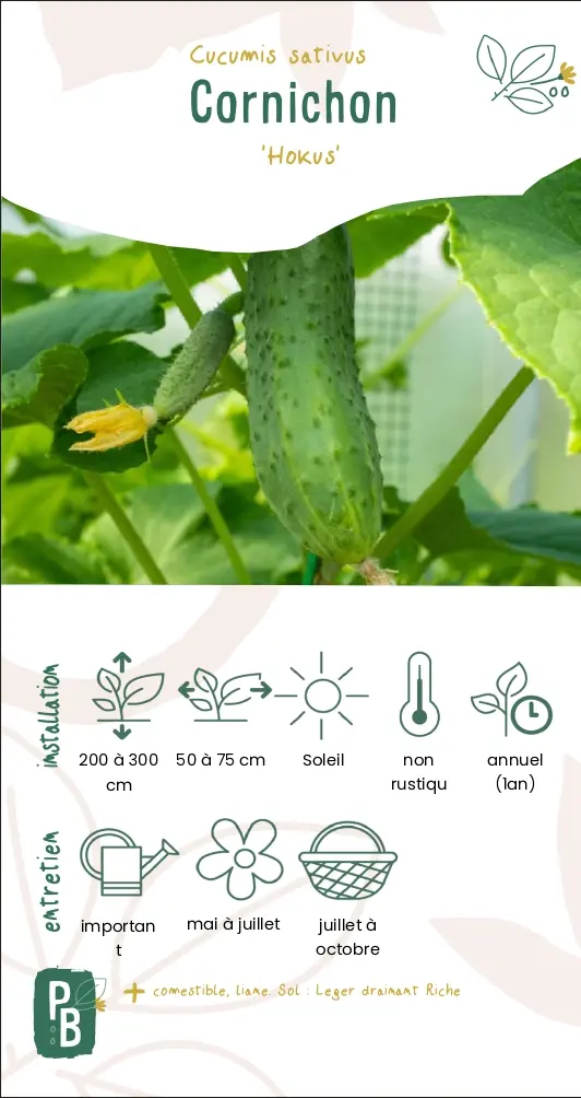 Cornichon 'Hokus'