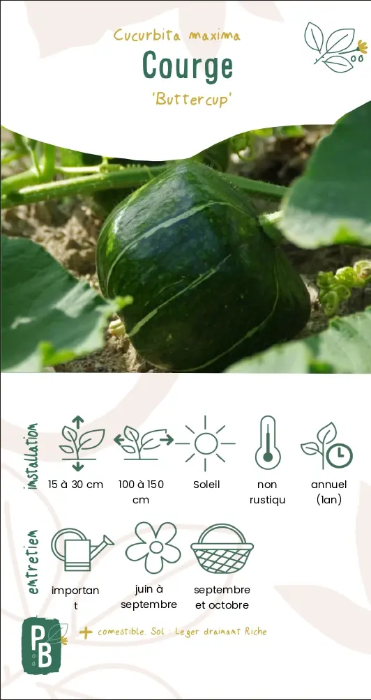 Courge 'buttercup'