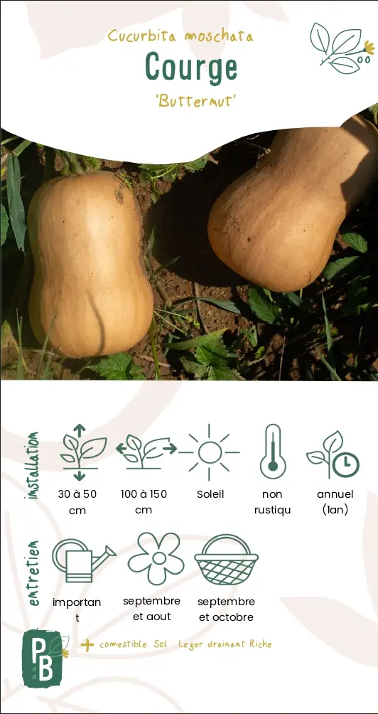 Courge 'Butternut'
