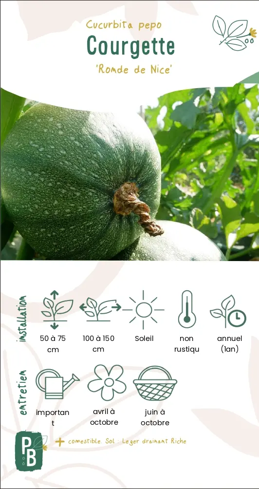 Courgette 'Ronde de Nice'