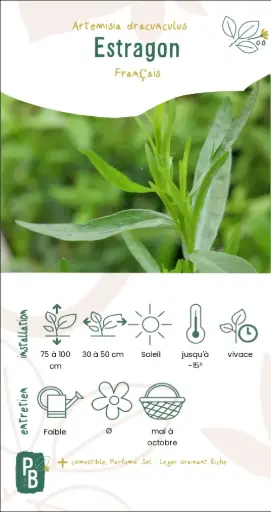 Estragon Français