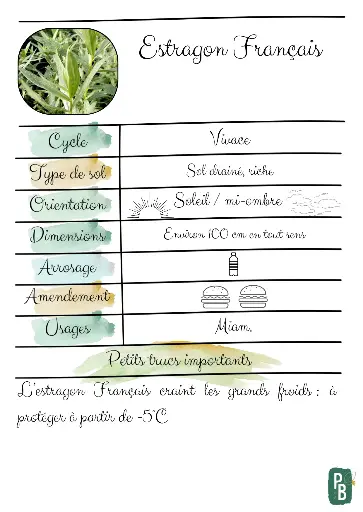 Estragon Français