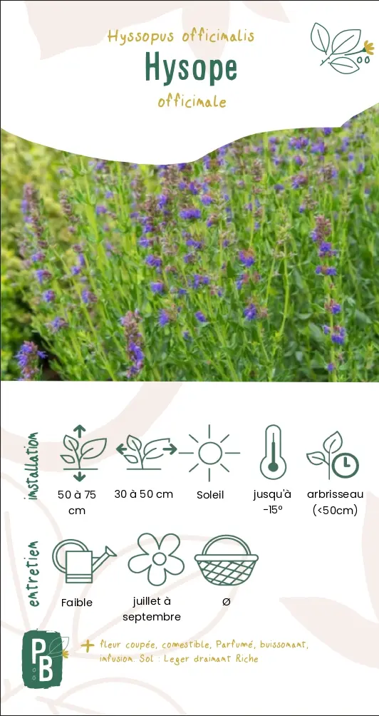 Hysope officinale