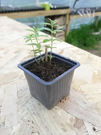 Verveine citronnelle