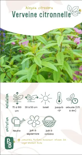 Verveine citronnelle