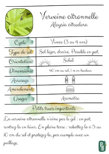 Verveine citronnelle