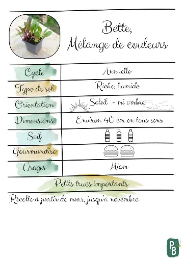 Bette