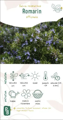 Romarin