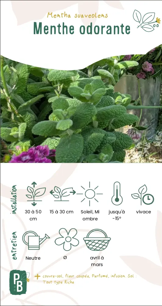 Menthe odorante