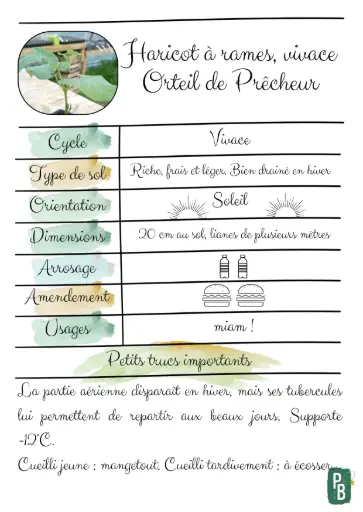 Haricot orteils de prêcheur