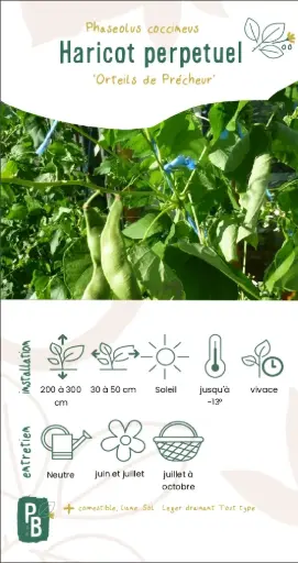 Haricot orteils de prêcheur