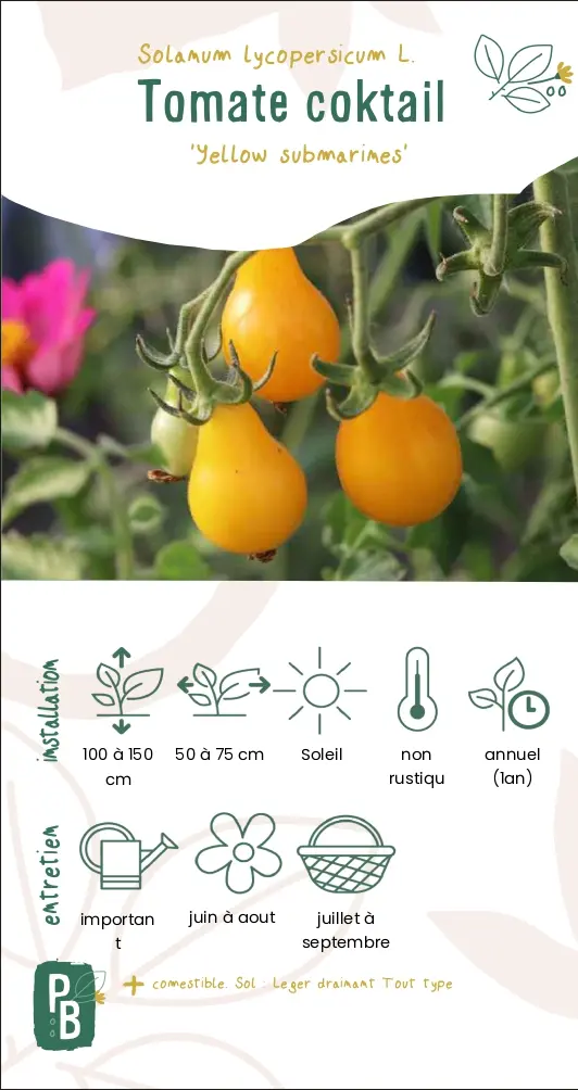 Tomate cerise 'Yellow submarines'