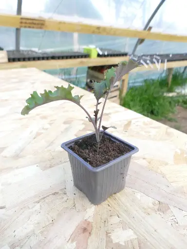 Chou Kale