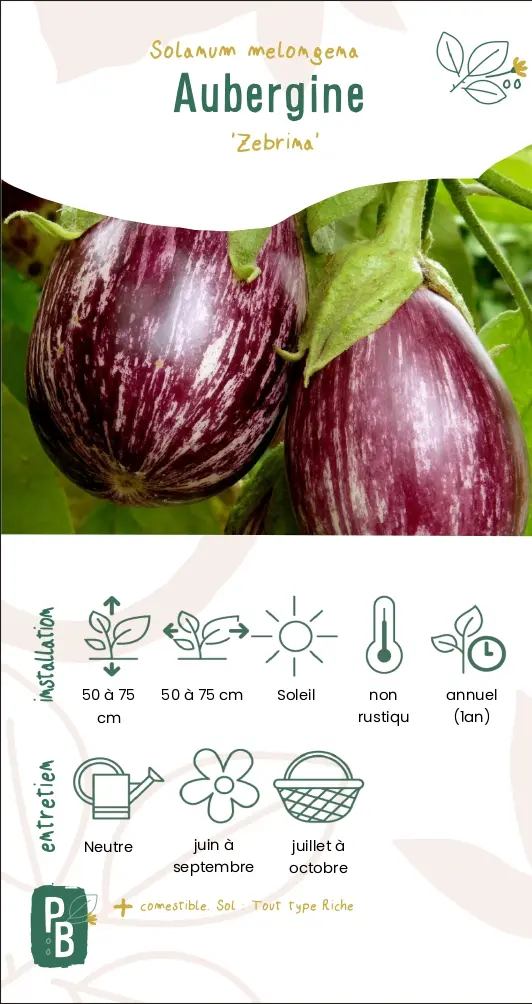 Aubergine 'Zebrina'