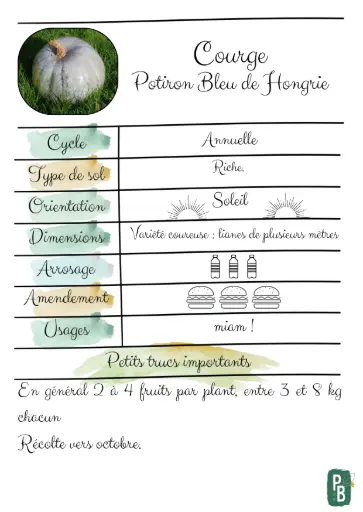 Courge potiron Bleu de Hongrie