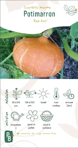 Potimarron Red Kuri