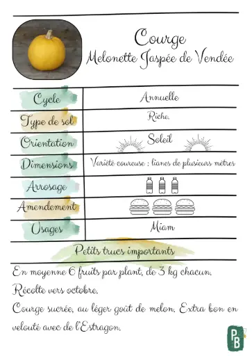 Courge Melonette Jaspée de Vendée