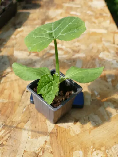 Courge Melonette Jaspée de Vendée