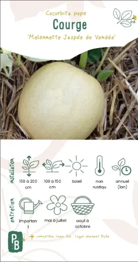 Courge Melonette Jaspée de Vendée