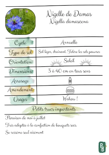 Nigelles de Damas