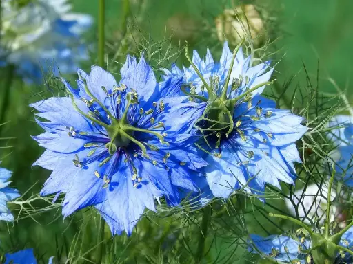 Nigelles de Damas