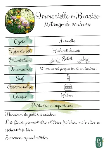 Immortelle à Bractée