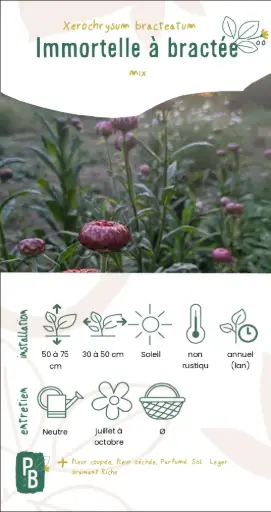 Immortelle à Bractées en mélange