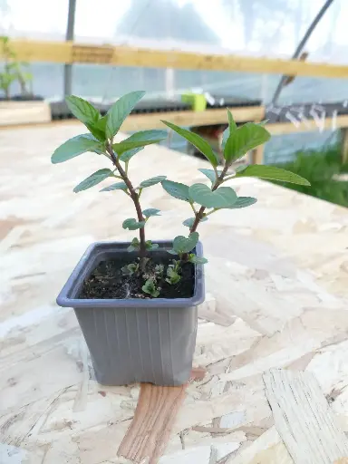 Menthe citron