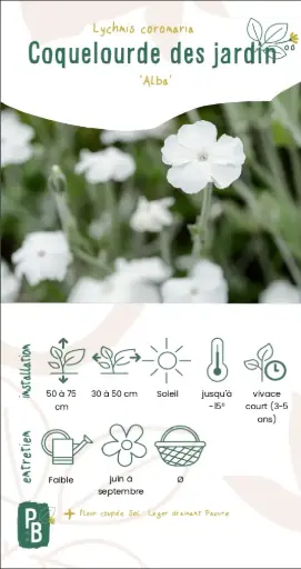 Coquelourde des jardins, blanche