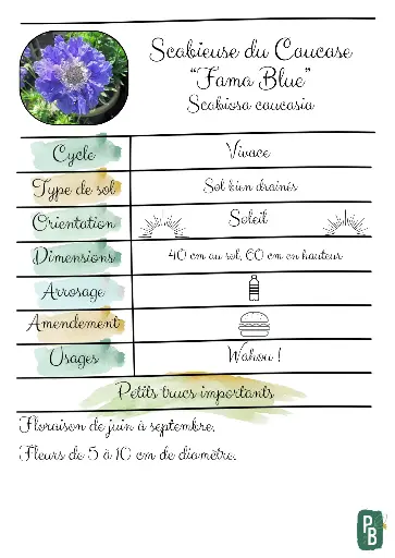 Scabieuse du caucase