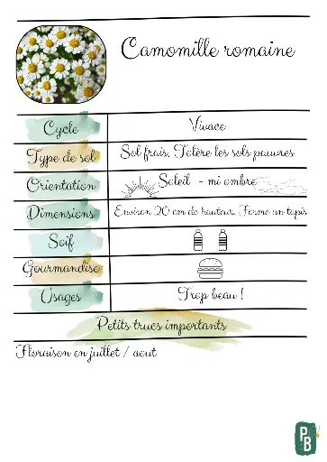 Camomille romaine