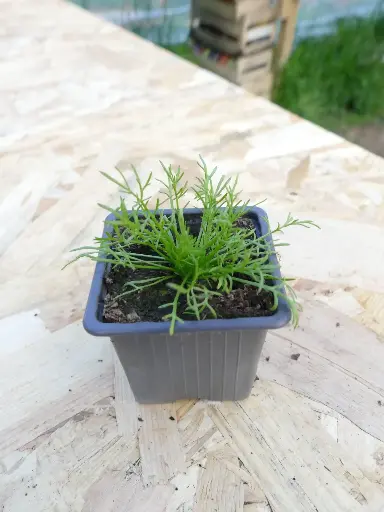 Camomille romaine