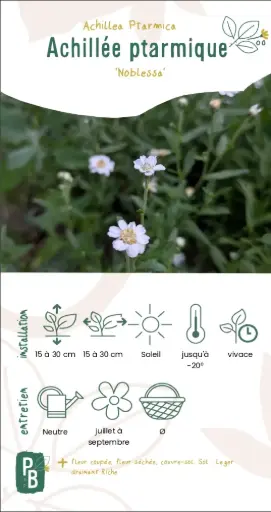 Achillée Ptarmique 'Noblessa'