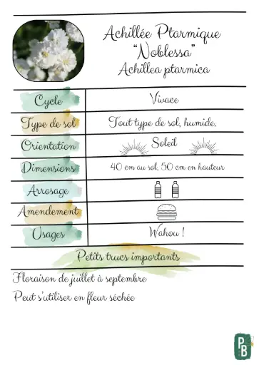 Achillée Ptarmique