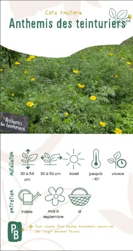 Anthémis des teinturiers